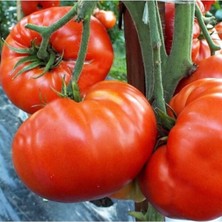 Tohumcumm 100 Adet Tohum Organik Saksılık Bahçelik Köy Tipi Domates Tohumları Orjinal Çekirdek Tohum Saksı Top