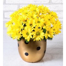 Tohumcumm 5 Adet Tohum Nadir Afrika Papatyası Çiçeği Tohumu + Saksı Toprak