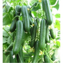 Tohumcumm 100 Adet Salatalık Tohumu Çengel Köy Salatalık Tohumu Hıyar Tohumu