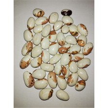 Tohumcumm Ayşe Kadın Fasulye Tohumu 100 Adet Tohum Fasülye Tohumu