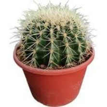 Tohumcumm 10 Adet Tohum Kaktüs Çiçeği Top Kaktüs Skulent Kaktüs Saksı Toprak Sürpriz Hediye Tohumla Gönderilir