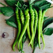 Tohumcumm Tatlı Kıl Biber Tohumu 25 Adet Tohum Sivri Tatlı Biber