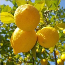 Tohumcumm 15 Adet Tohum Nadir Sarı Yediveren Bol Verim Limon Ağaç Tohumu Limon Ağacı Tohum