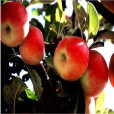 Tohumcumm 15 Adet Tohum Amasya Elma Tohumu Sert Sulu Elma Tatlı Yayla Elması Organik Köy Tohumu Saksı Toprak