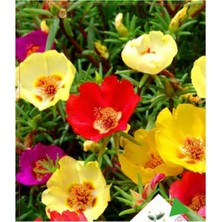 Tohumcumm 10 Adet Katmerli Ipek Çiçeği Tohumu Çiçek Tohumu + Saksı Toprak