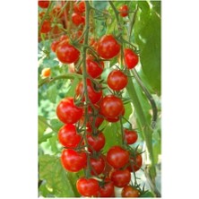 Tohumcumm Agrobazaar Sarkan Cherry Domates + 25 Tohum + (Saksı Toprak Seti )