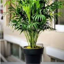 Tohumcumm 20 Adet Tohum Organik Yeşil Bodur Salon Palmiye Tohumu Hediye Tohumlu