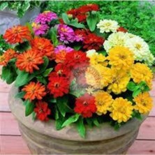 Tohumcumm 100 Adet Tohum Nadir Zinna Çiçeği Tohumu Zinna Çiçek Tohumu Saksı Toprak Hediyemiz