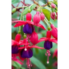 Tohumcumm 50 Adet Tohum Nadir Kırmızı Küpeli Çiçeği Tohumu Yer Küpeli Çiçek Sürpriz Hediyelidir