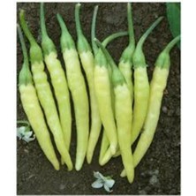 Tohumcumm 100 Adet Tohum Organik Bahçe Saksılık Balkon Acı Sarı Süs Biberi Köy Tohumları