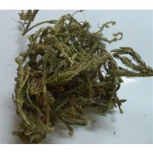 Aktar Depo Kurt Pençesi-Kibrit Otu-Kurt Ayağı 250 gr