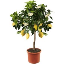 Tohumcumm Bodur Bonsai Limon Ağacı Tohumu 5 Adet Tohum + Saksı Toprak + Sürpriz  Tohum