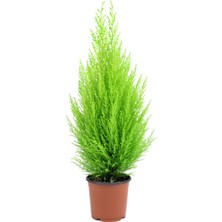 Tohumcumm Limon Servi Ağacı Tohumu 40 Adet Tohum
