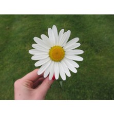 Tohumcumm 20 Adet Tohum Papatya Tohumu Dev Papatya Tohumu + Saksı Toprak