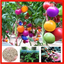 Tohumcumm Gökkuşağı Cherry Domates Tohumu Regarenk Domates Tohumu 10 Adet Tohum