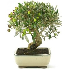 Tohumcumm Bodur Bonsai Zeytin Ağacı Tohumu 3 Adet Tohum