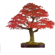 Tohumcumm Red Maple Bonzai Ağacı Ekim Seti 5 Adet Tohum Saksı Toprak Kombin