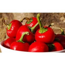 Tohumcumm Cherry Tatlı Kiraz Biber Tohumu Biber Tohumu 50 Adet Tohum