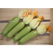 Tohumcumm Eko Paket Kabak Tohumu Sakız Kabak Tohumu 50 Adet Tohum