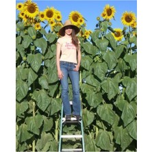 Tohumcumm Dev Ayçiçeği Tohum 10 Tohum Ayçiçeği Çekirdek Tohumu Nadir İthal Ayçiçeği