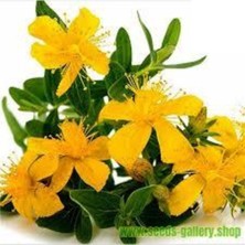 Tohumcumm 100 Adet Tohum Eko Paket Sarı Kantaron Tohumu