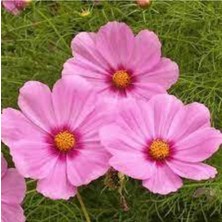 Tohumcumm 10 Adet Tohum Kosmos Çiçeği Tohumu Cosmos Çiçek Tohumu Saksı Toprak Hediye Tohumla Gönderilir