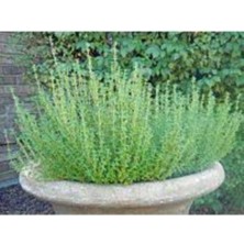 Tohumcumm 50 Adet Tohum Yerli Aromatik Dağ Kekiği Tohumu