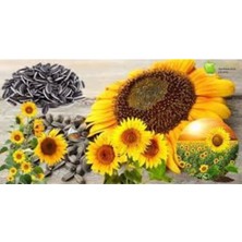 Tohumcumm Ay Çekirdeği Tohumu15 Adet Tohum Çiğdem Güne Bakan Tohumu + Saksı Toprak