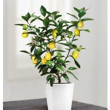 Tohumcumm Bodur Bonsai Limon Ağacı Tohumu 5 Adet Tohum