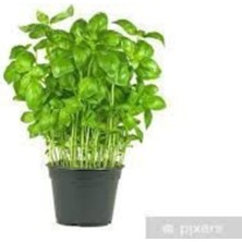 Tohumcumm 50 Adet Tohum Yeşil Yapraklı Fesleğen Çiçeği Tohumu Fesleğen Tohumu + Saksı Toprak