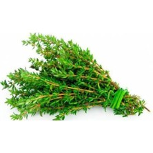 Tohumcumm Organik Kekik Tohumu Aromatik Dağ Kekiği Tohumu 20 Adet Tohum