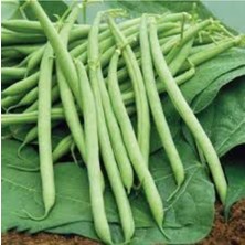 Tohumcumm 65 Adet Tohum Eko Paket Eymen Oturak Erkenci Fasulye Tohumu