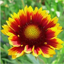 Tohumcumm Ayyıldız Çiçeği Tohumu 5 Adet Tohum Çiçek Tohumu + Saksı Toprak