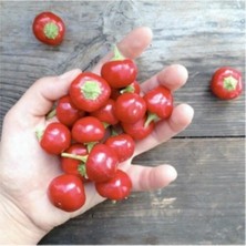 Tohumcumm Cherry Acı Kiraz Biber Tohumu Acı Yakantop Biber Tohumu 15 Adet Tohum