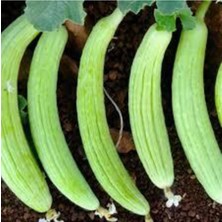 Tohumcumm 20 Adet Organik Acur Tohumu Sürpriz Hediye Sebze Tohumu Bol Verim Yeni Sezon Hediye Tohumlu