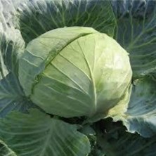 Tohumcumm 20 Adet Tohum Beyaz Lahana Tohumu Yeni Sezon Sürpriz Hediye Tohumlu