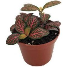 Tohumcumm 30 Adet Tohum Nadir Yaprağı Güzel Çiçeği Tohuımu Güzel Yapraklı Çiçek Tohumu Hediye Tohumlu