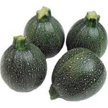 Tohumcumm 20 Adet Tohum Süper Paket Dolmalık Nadir Topak Kabak Tohumu Yuvarlak Kabak Tohumu Heiye Tohumludur