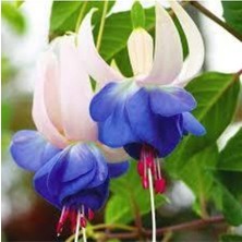 Tohumcumm 5 Adet Tohum Nadir Mavi Küpeli Çiçeği Tohumu ve Toprak