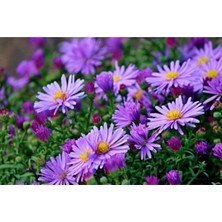 Tohumcumm 15 Adet Aster Çiçeği Tohumu Çiçek Tohumu + Saksı Toprak