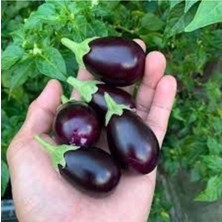 Tohumcumm 10 Adet Tohum Mini Mor Patlıcan Tohumu İthal Nadir Thayland Patlıcanı