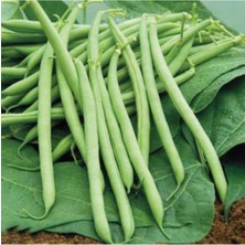 Tohumcumm Süper Paket Gina Fasulye Tohumu Oturak Fasulye Tohumu 250 Adet Tohum