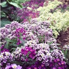 Tohumcumm Karışık Kraliyet Halısı Çiçeği Tohumu Alyssum Flower Tohumu 10 Adet Tohum