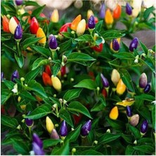 Tohumcumm Yediveren Acı Süs Biberi Tohumu Cin Biberi Tohumu 25 Tohum Rengarenk Biber Tohumu