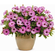 Tohumcumm 50 Adet Tohum Nadir Bulunan Pembe Papatya Çiçeği Tohumu Saksı Toprak Hediyemiz