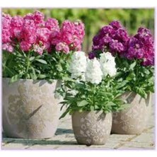 Tohumcumm 30 Adet Tohum Şebboy Çiçeği Tohumu Şebboy Çiçek Tohumu Saksı Toprak Sürperiz Hediye Tohumla