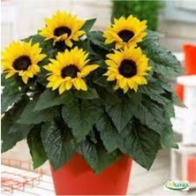 Tohumcumm 15 Adet Tohum Nadir Süs Ayçiçeği Tohumu Çiçek Tohumu Sürpriz Hediye Tohum