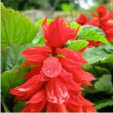 Tohumcumm 25 Adet Tohum Nadir Bulunan Ateş Çiçeği Tohumu Saksı Toprak Hediyemizdir Sürpriz Hediye Tohumludur