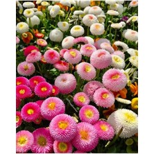 Tohumcumm 30 Adet Karışık Çilek Çiçeği Tohumu Çiçek Tohumu Saksı Toprak Sürpriz Hediye Çiçek Tohumlu