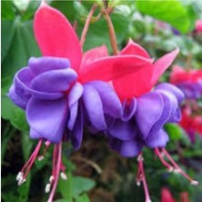 Tohumcumm 25 Adet Tohum Nadir Mor Küpeli Çiçeği Tohumu Mor Yer Küpelisi Çiçeği Tohumu Saksı Toprak Hediye